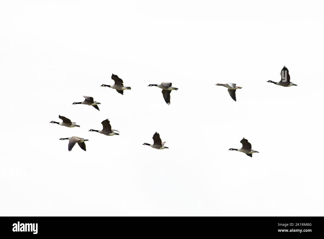 La Bernache du Canada (Branta canadensis) vole avec la Bernache du Graylag (Anser anser) CLEY Norfolk GB Royaume-Uni septembre 2022 Banque D'Images