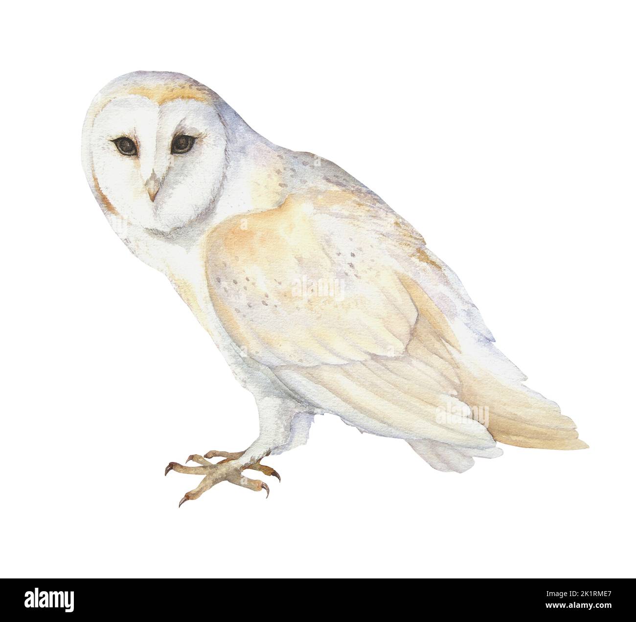 Illustration aquarelle du hibou de la grange isolé sur fond blanc. Peut être utilisé comme un imprimé pour des cartes postales, des vêtements Banque D'Images
