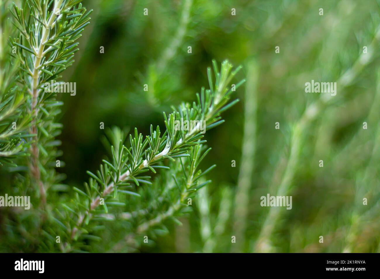 Gros plan d'herbes de romarin bio fraîches poussent en extérieur. Pianta aromatique et médicinale. Condiments naturels et sains pour la cuisine, faire un bio de miel Banque D'Images