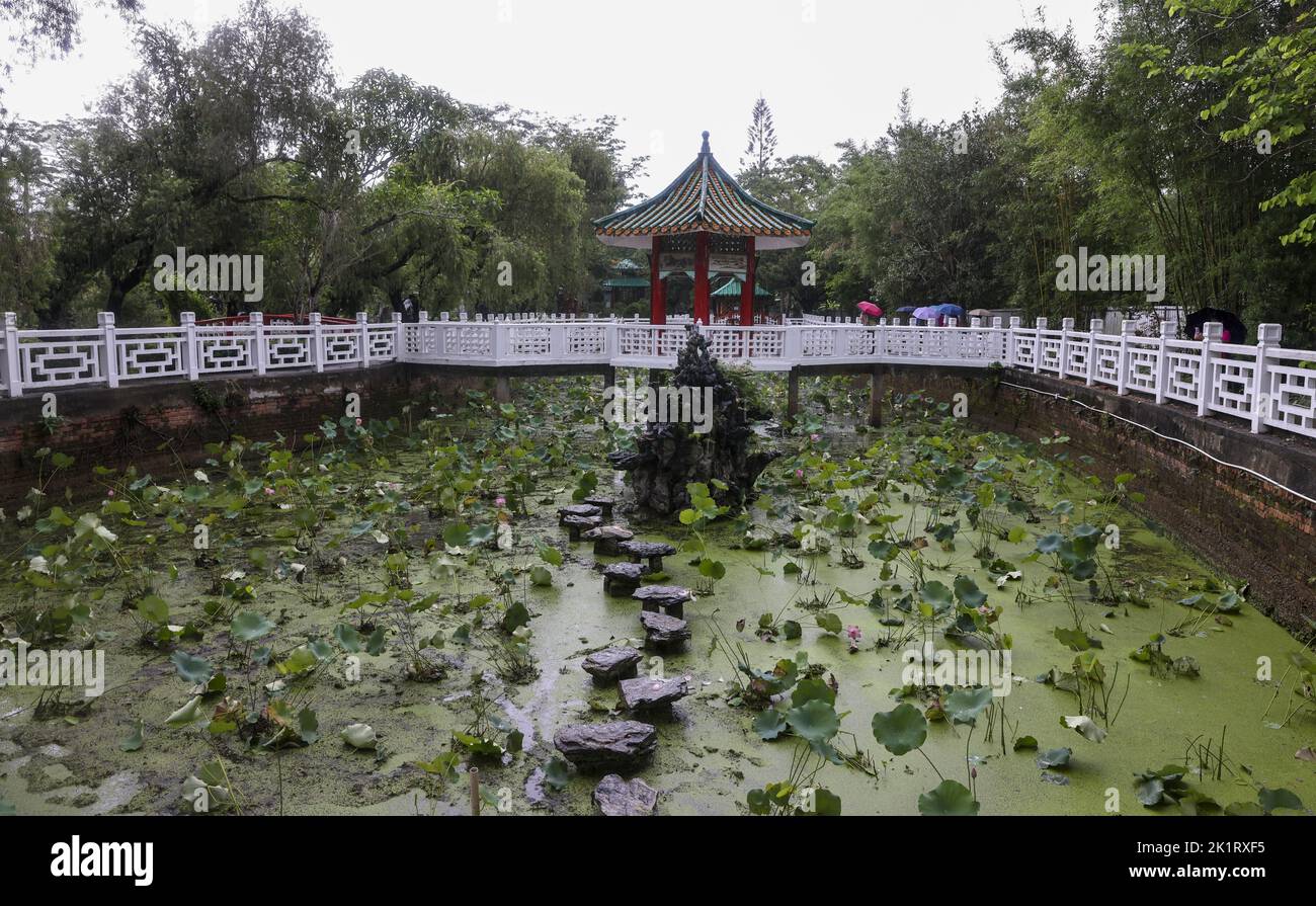 Fleurs de Lotus à Wun Chuen Sin Kwoon, Fanling. 08JUN22 SCMP /K. Y. Cheng Banque D'Images