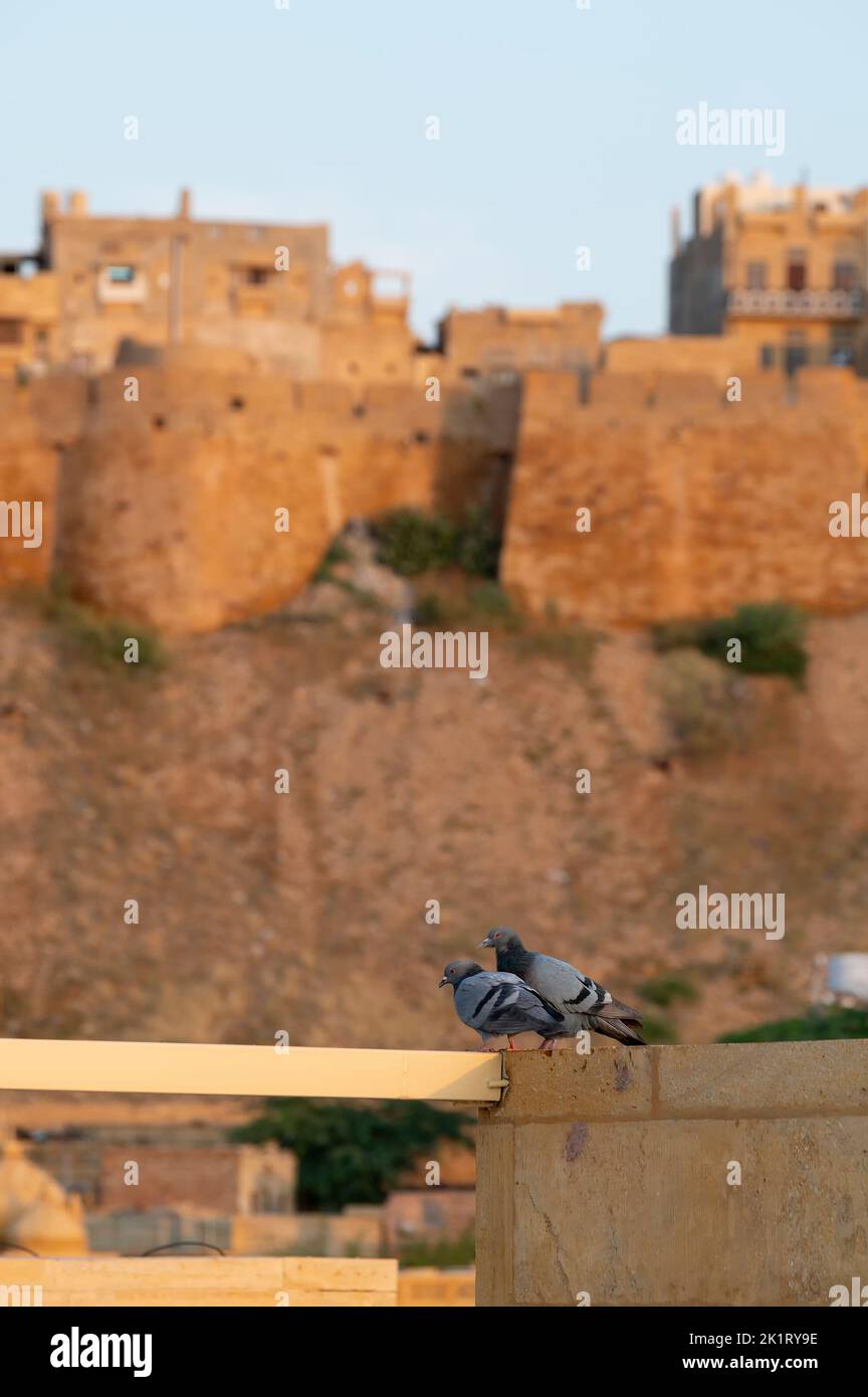 Deux pigeons avec le fort Jaisalmer ou Sonar Quila ou le fort doré en arrière-plan. Un fort vivant - fait de grès jaune. Patrimoine mondial de l'UNESCO Banque D'Images