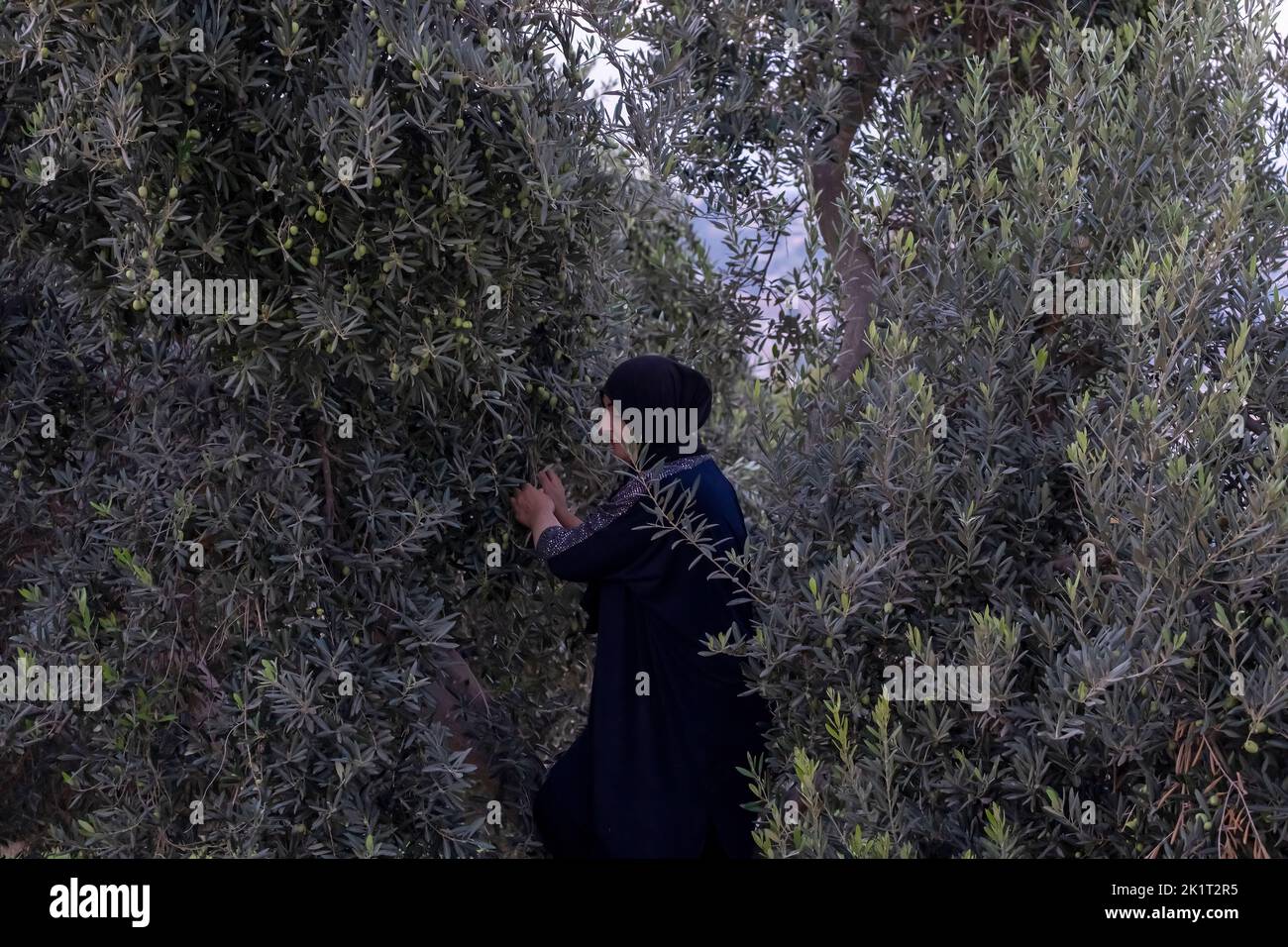 Une femme palestinienne récolte un olivier à Jérusalem Israël Banque D'Images