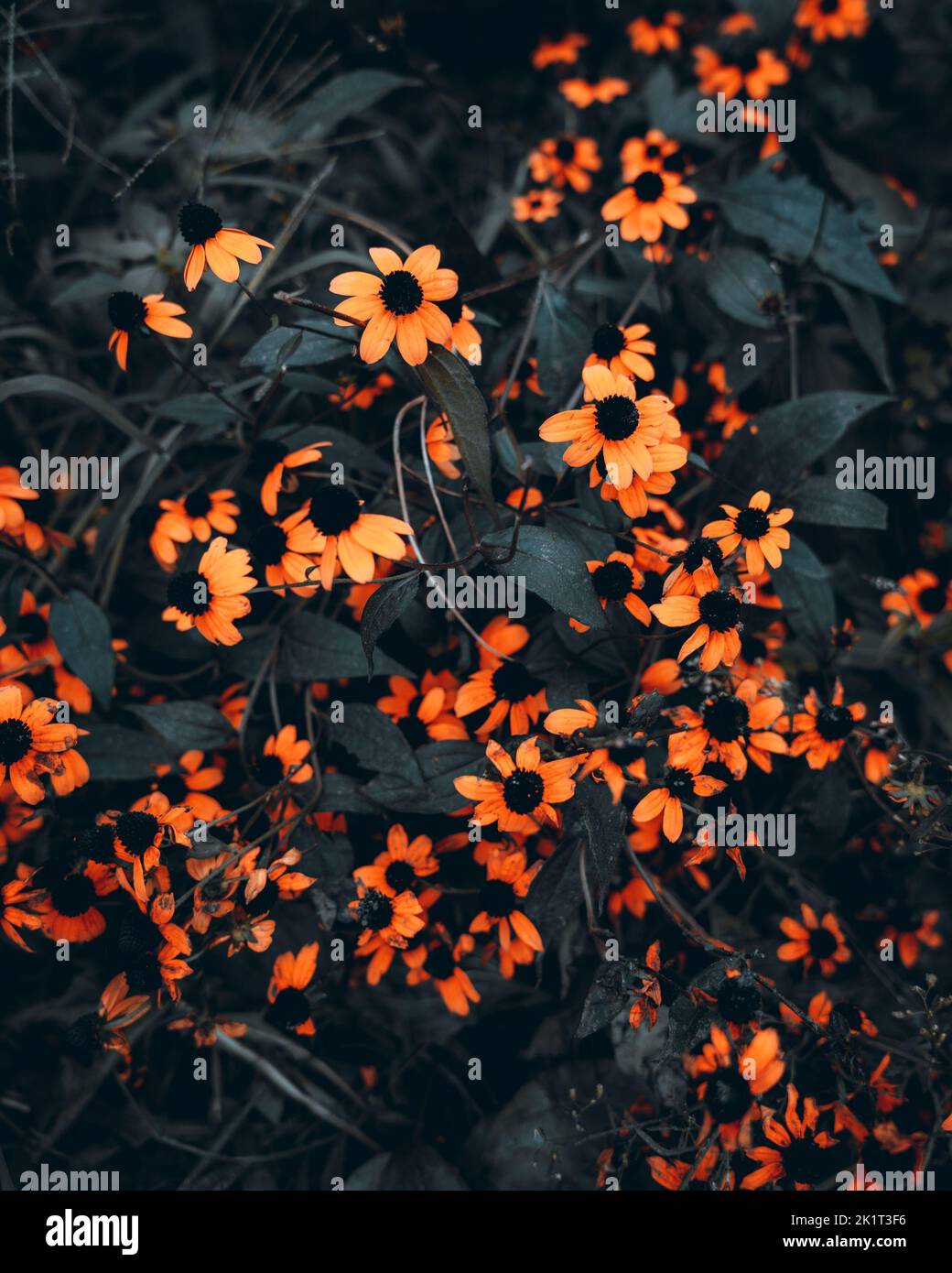 Un gros plan des yeux noirs susan fleurs - Rudbeckia hirta Banque D'Images