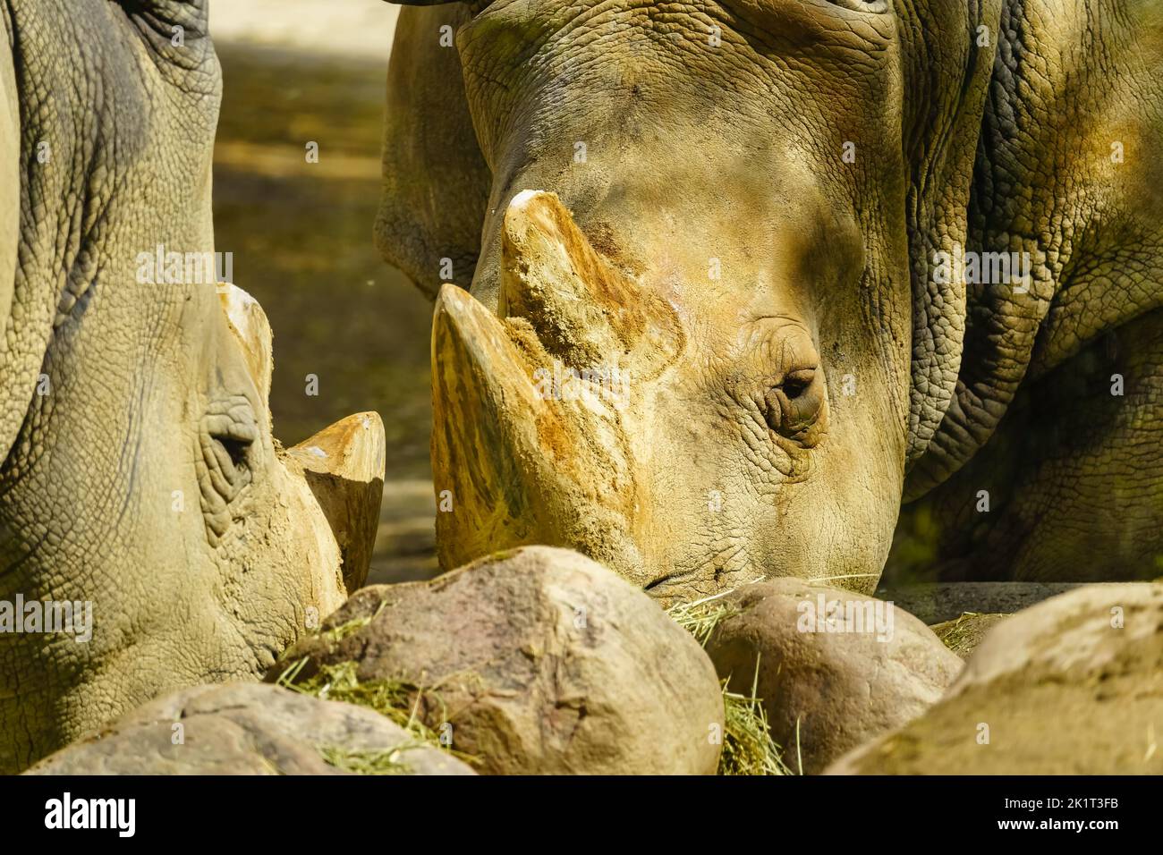 Deux rhinocéros mangeant de l'herbe dans un gros plan. Banque D'Images