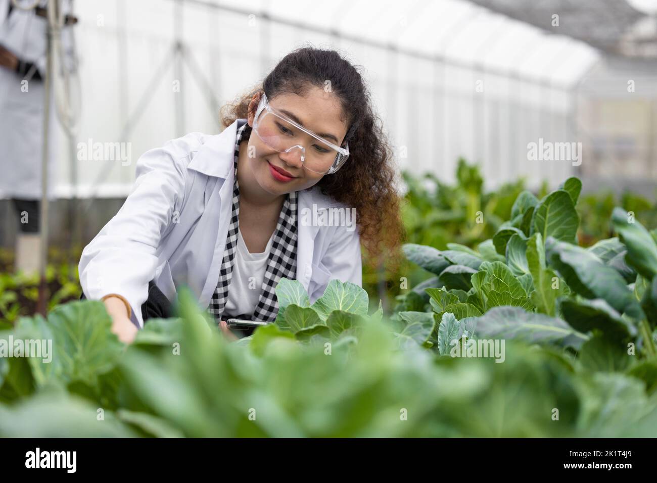 Scientifique femme chercheur personnel travailleur collecte de l'information sur les plantes à l'étude dans une ferme agricole. Concept de science agricole. Banque D'Images