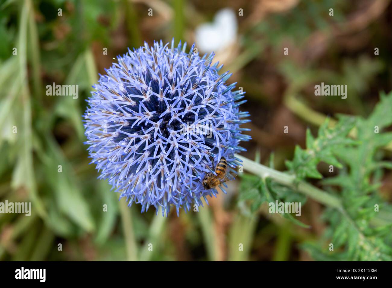 abeille collectant le pollen d'echinops bannaticus blue globe thistle un membre unique de la famille des tournesol qui produit le chardon bleu vif comme globe Banque D'Images