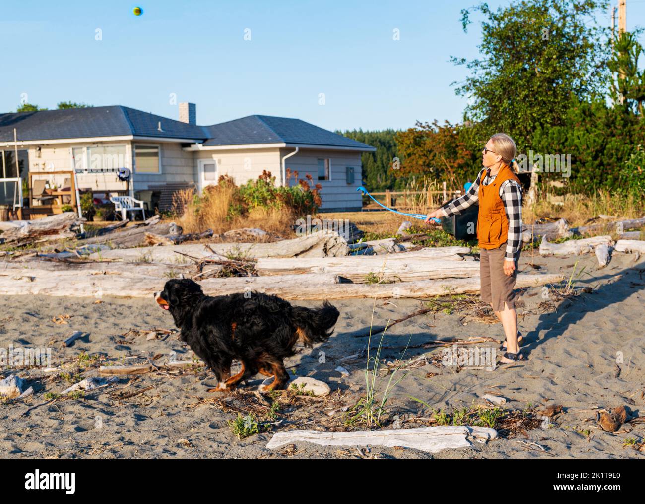 Femme sur la plage, jetant le ballon pour Bernese Mountain Dog; Whidbey Island; Washington; États-Unis Banque D'Images