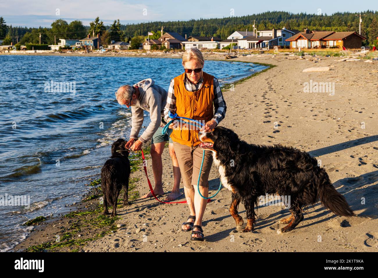 Couple senior qui marche deux chiens d'animaux sur la plage; Whidbey Island; Washington; États-Unis Banque D'Images
