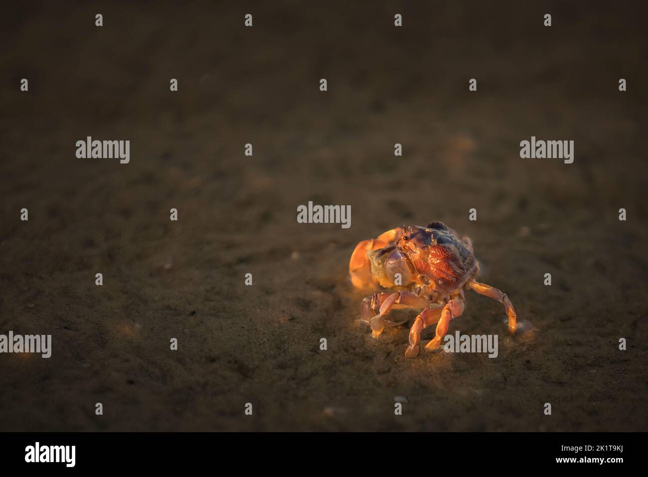 Gros plan sur le soleil du matin qui brille sur un crabe soldat Banque D'Images