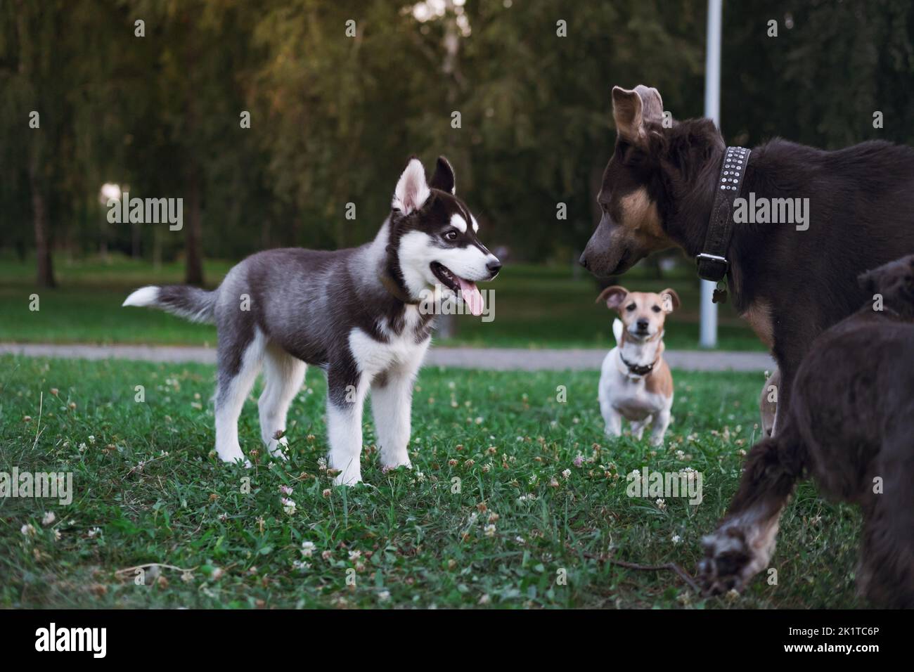 Un chiot husky avec un groupe de chiens dans un parc public. Scène de parc pour chiens, chiens en interaction et en socialisation Banque D'Images