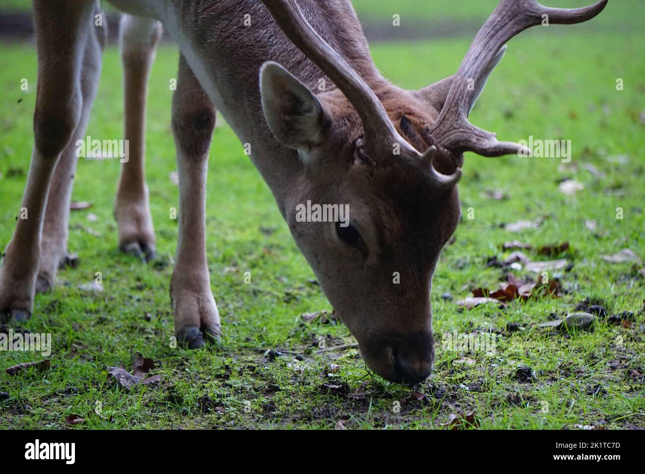 Un portrait d'un cerf paître dans le champ Banque D'Images