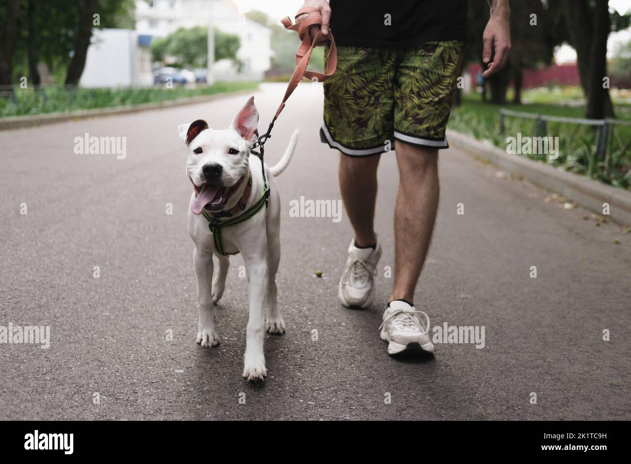 Marcher avec un chien sur la laisse. L'homme marche à l'extérieur son chiot Terrier du staffordshire heureux Banque D'Images