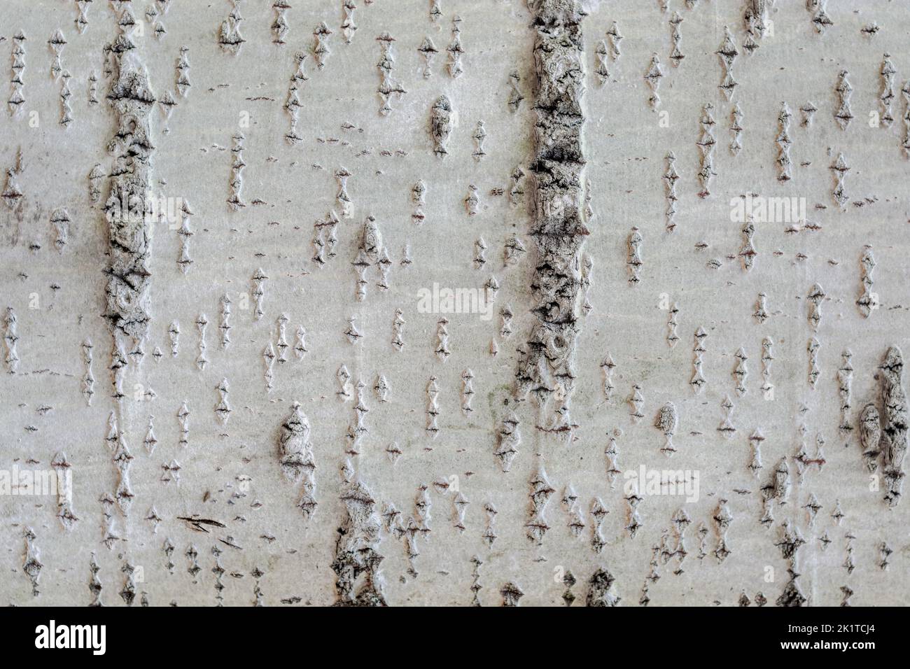 Fragment de la surface de l'écorce d'un grand arbre à utiliser comme arrière-plan et texture abstraits. Banque D'Images