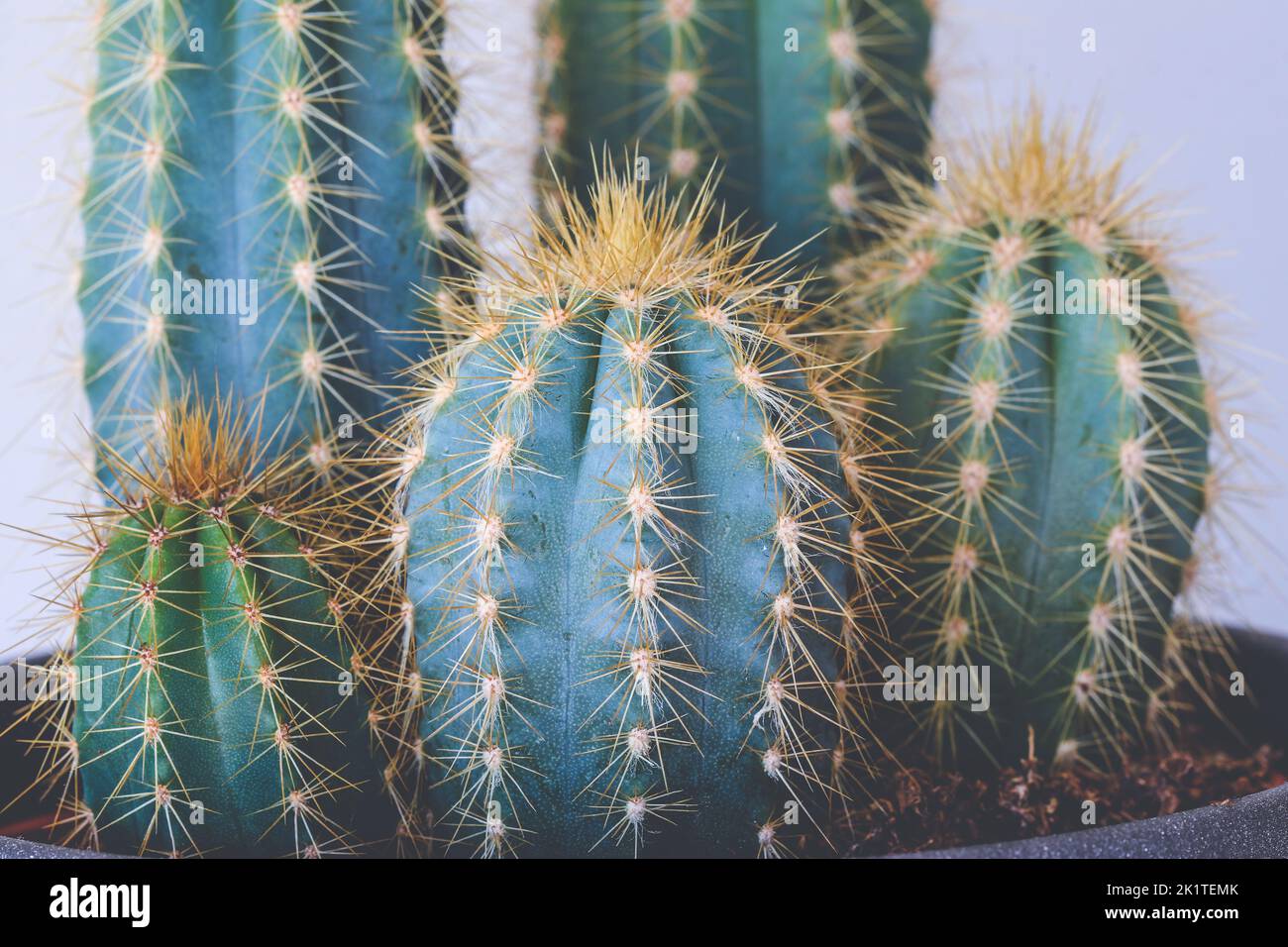 Gros plan sur Trichocereus épineux Spachianus cactus pousser dans le pot à fleurs Banque D'Images