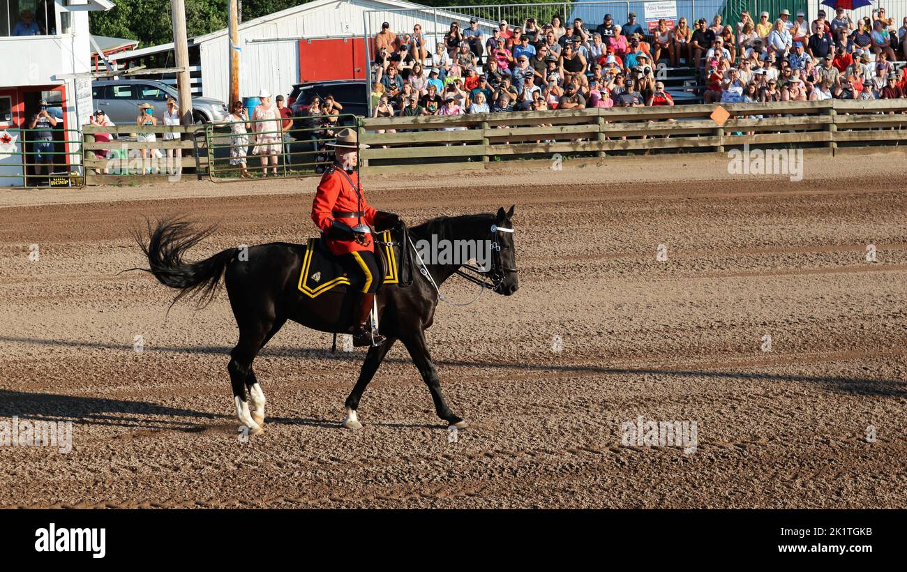 Cheval de la Gendarmerie royale du Canada Banque D'Images