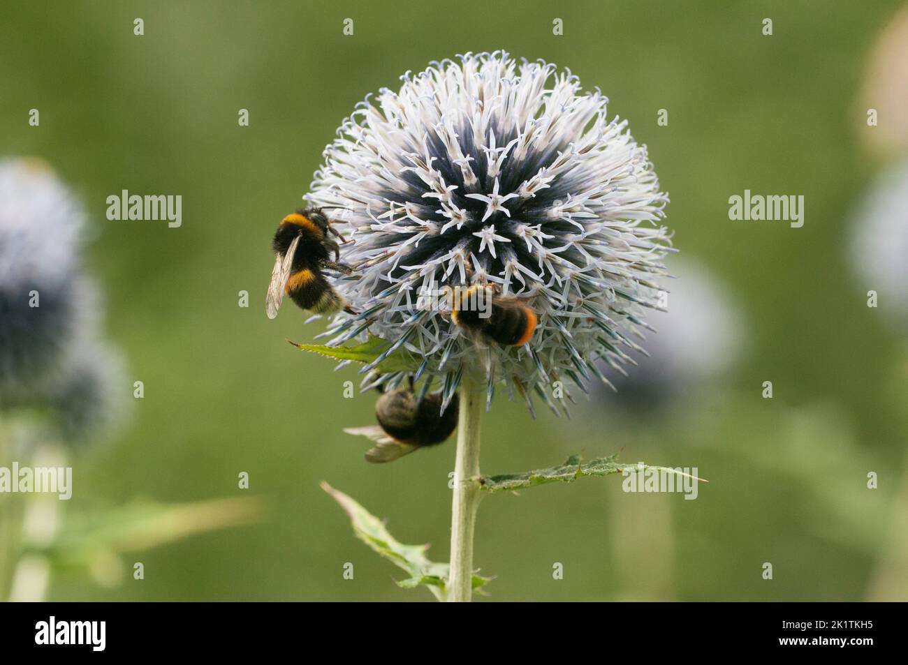 Tête de fleur de grand chardon avec trois bourdons, gros plan, mise au point sélective Banque D'Images
