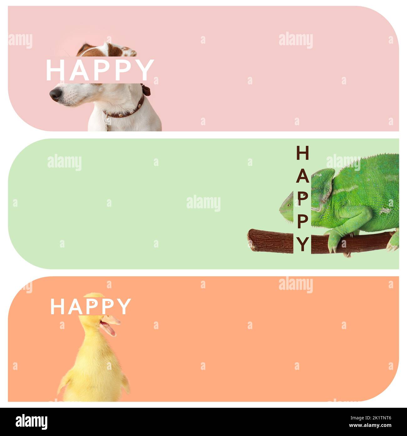 Collage d'animaux heureux sur fond de couleur avec espace pour le texte Banque D'Images