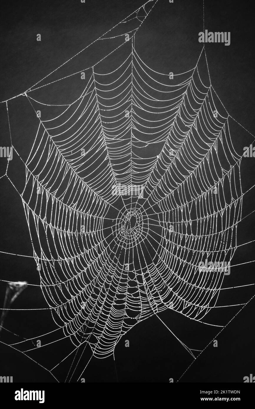 Toiles d'araignées Banque D'Images