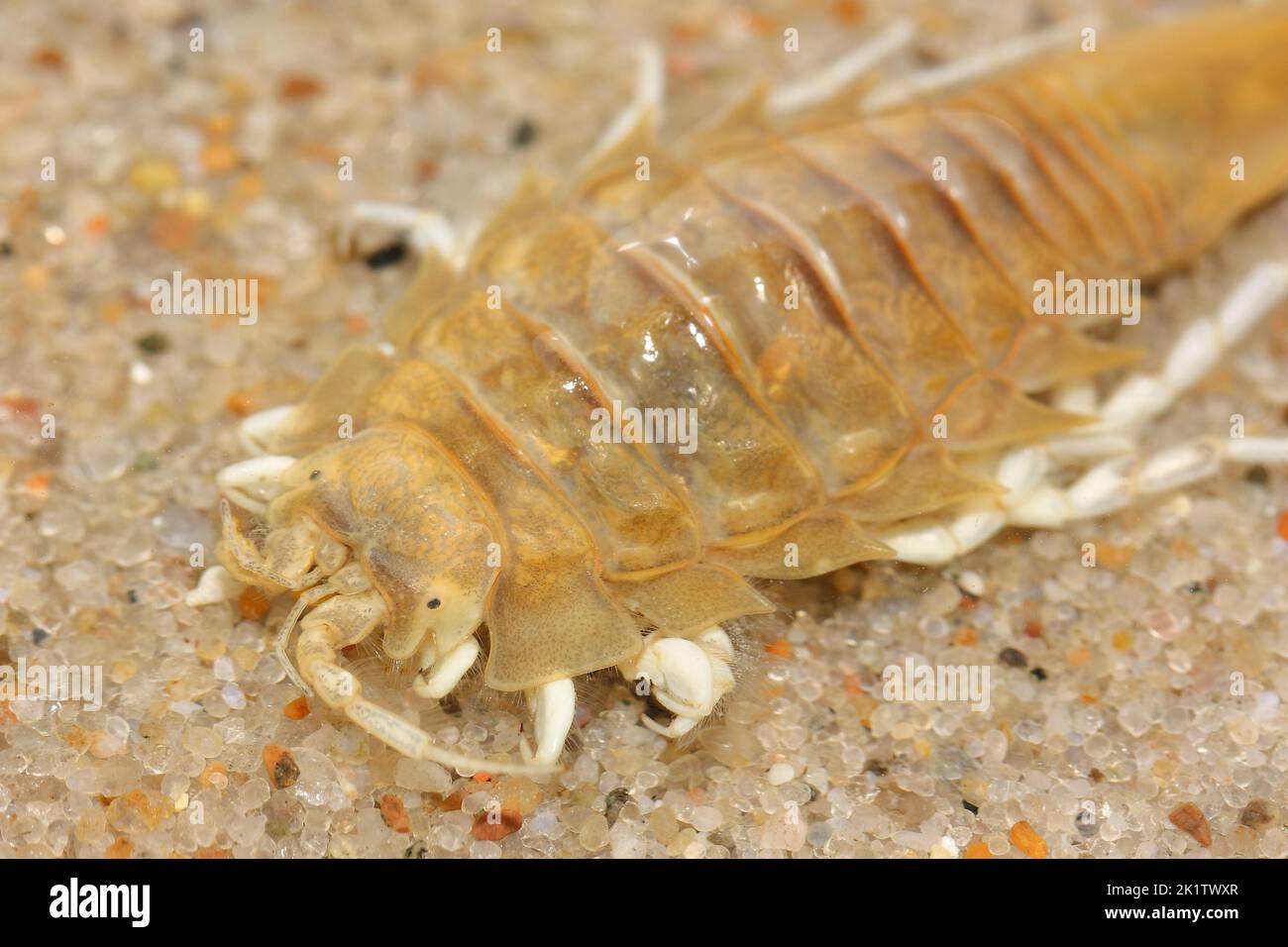 Tête d'isopodes benthiques crustacés (Sadiria entomon) sur le sol sablonneux de la mer Baltique Banque D'Images