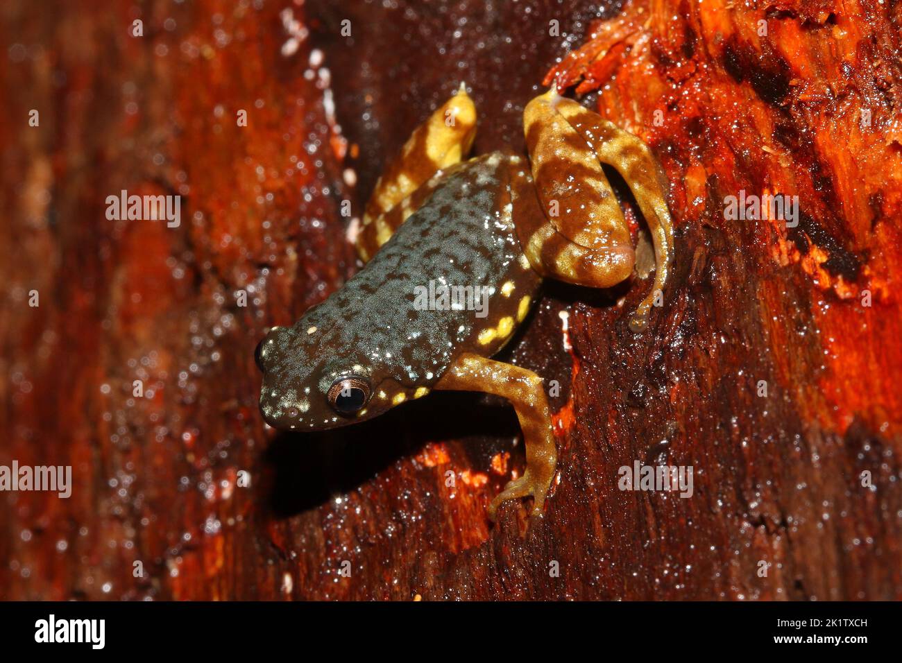 Grenouille épineuse, grenouille à talons épineux et grenouille à ventre de safran (Chaperina fusca) dans un habitat naturel Banque D'Images