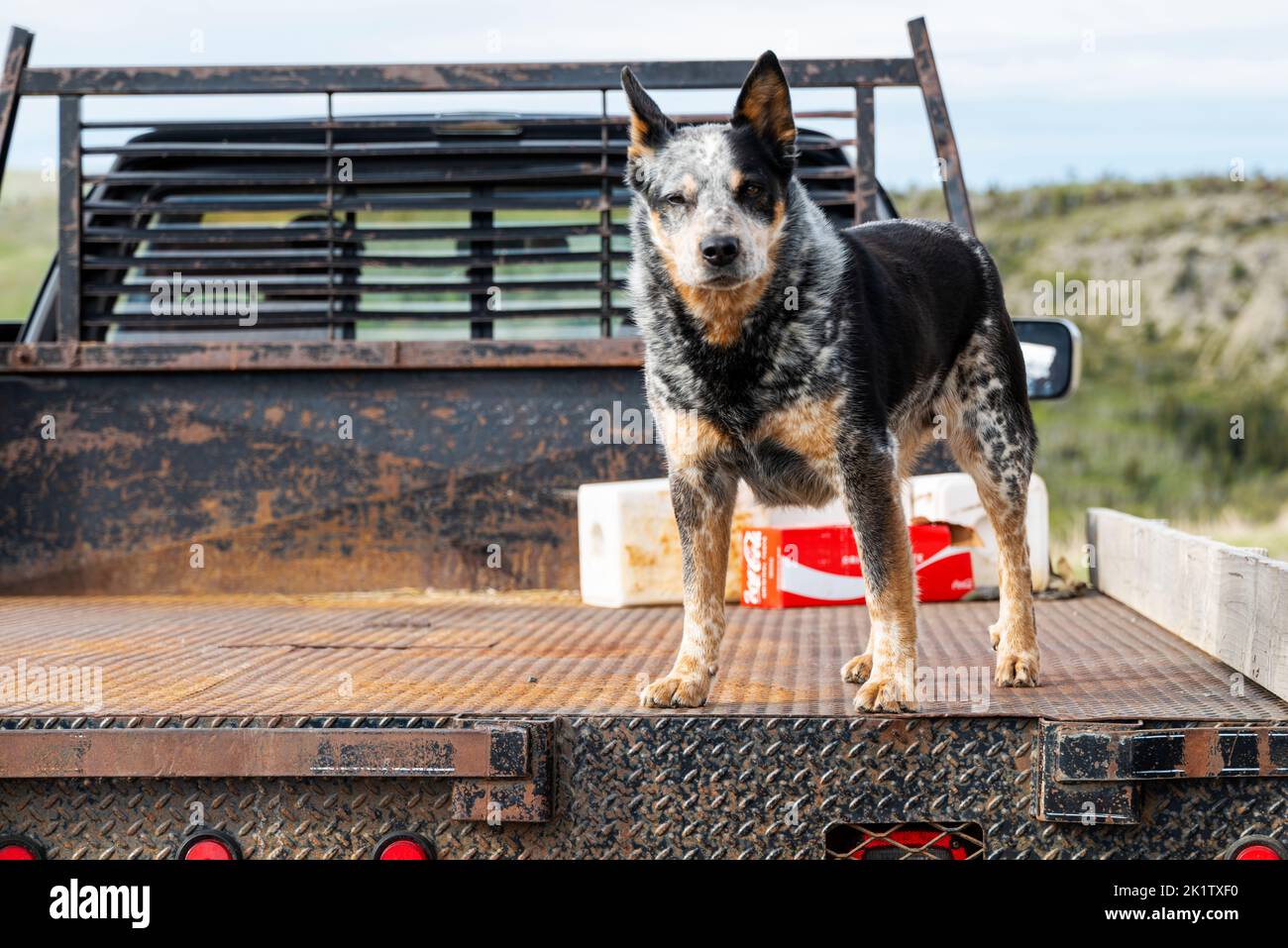 Chien de ranch à l'arrière d'un camion; parc national des Glaciers; Montana; États-Unis Banque D'Images