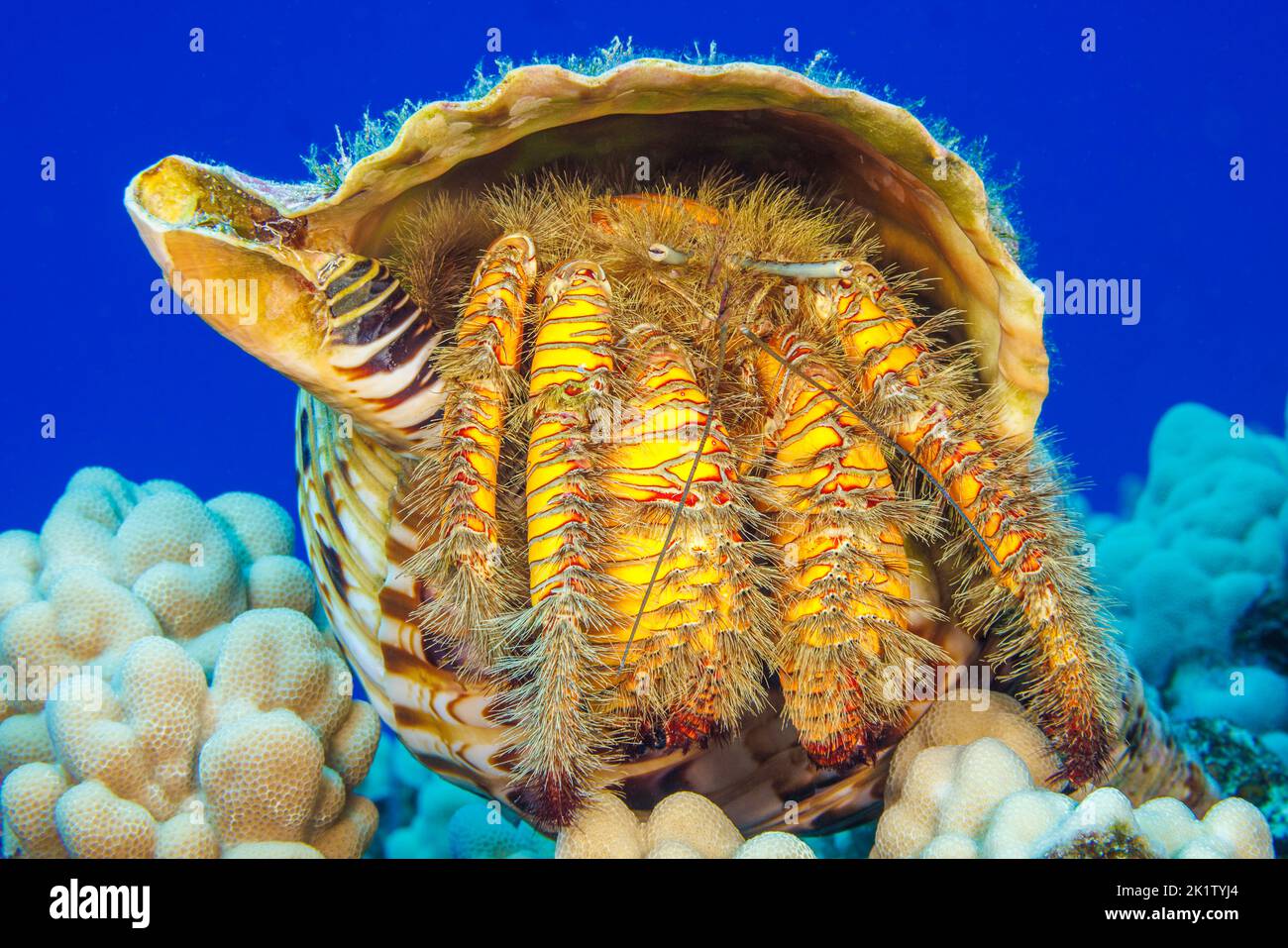Ce crabe hermite jaune poilu ou grand crabe hermite poilu, Aniculus maximus, est dans une trompette triton, Charonia tritonis, Hawaii. Banque D'Images