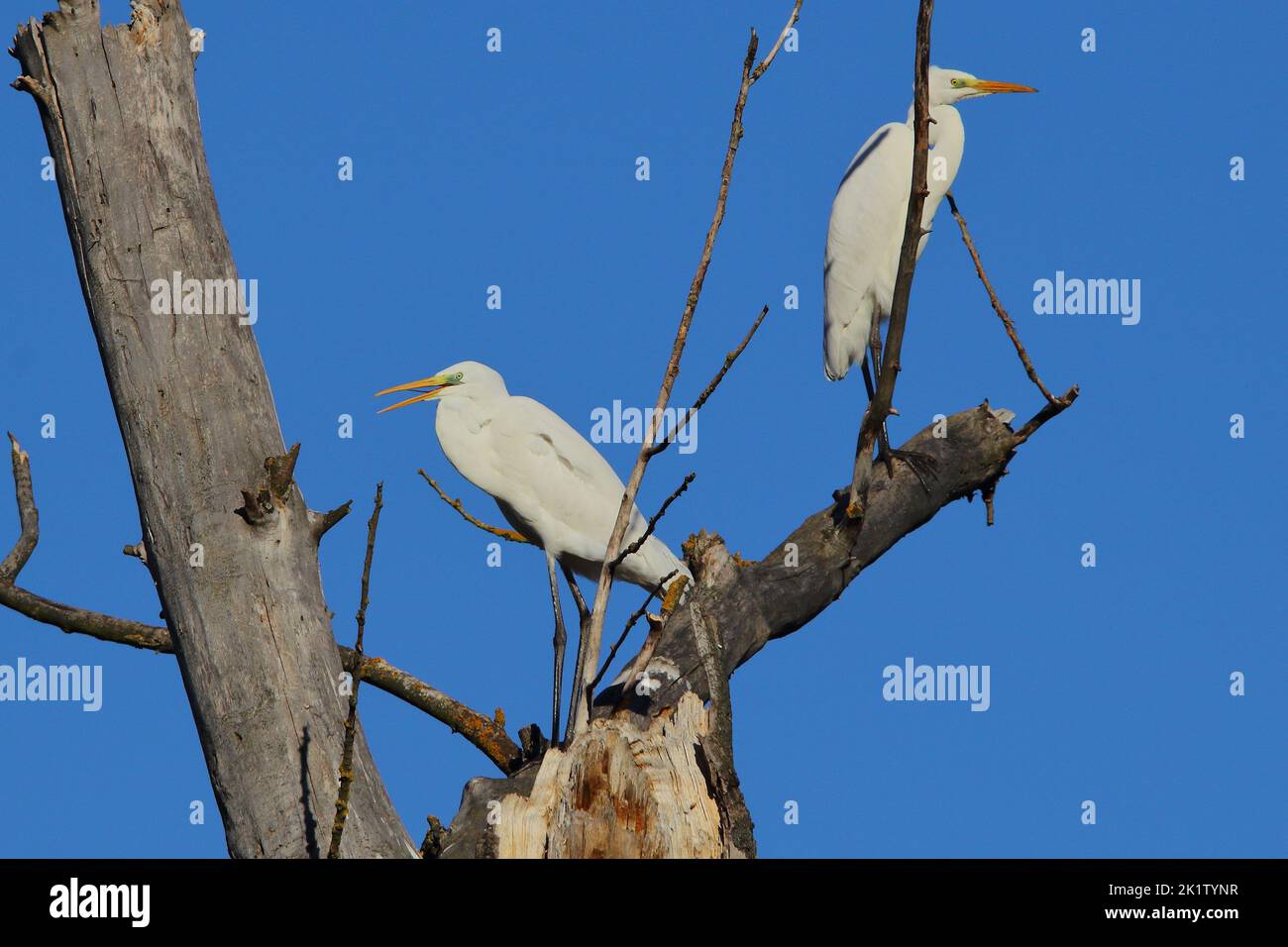 Le grand aigreet, l'aigrette, le grand aigreet, le grand aigreet blanc, le grand héron blanc (Ardea alba, Egretta alba) deux oiseaux sur la branche de l'arbre Banque D'Images