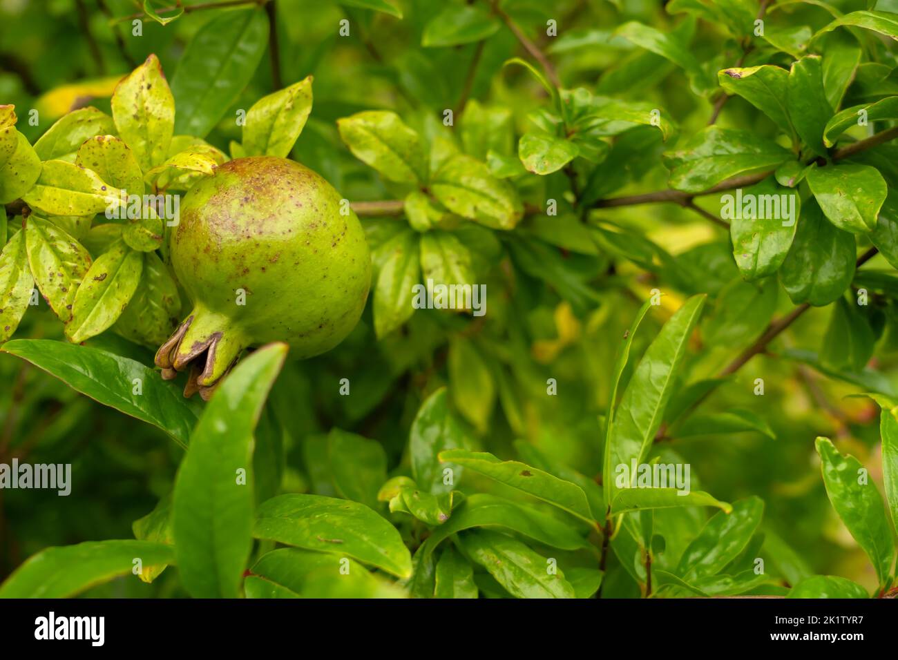Un grenade en cours de croissance sur la branche de l'arbre de grenade dans le jardin Banque D'Images