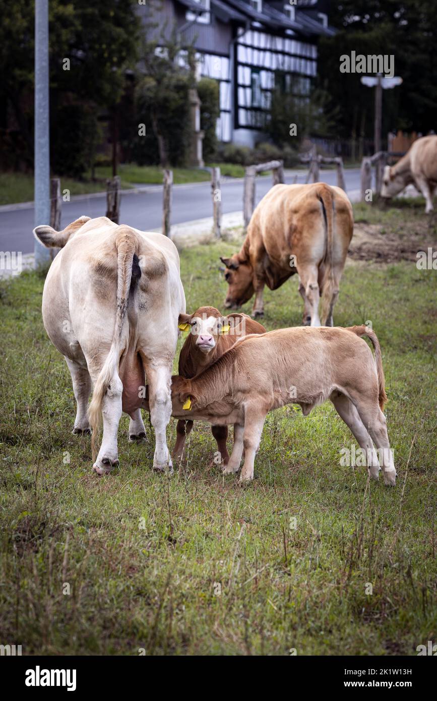 Gros plan d'un jeune veau marron mignon avec un blanc éclatant sur un terrain en Allemagne Banque D'Images