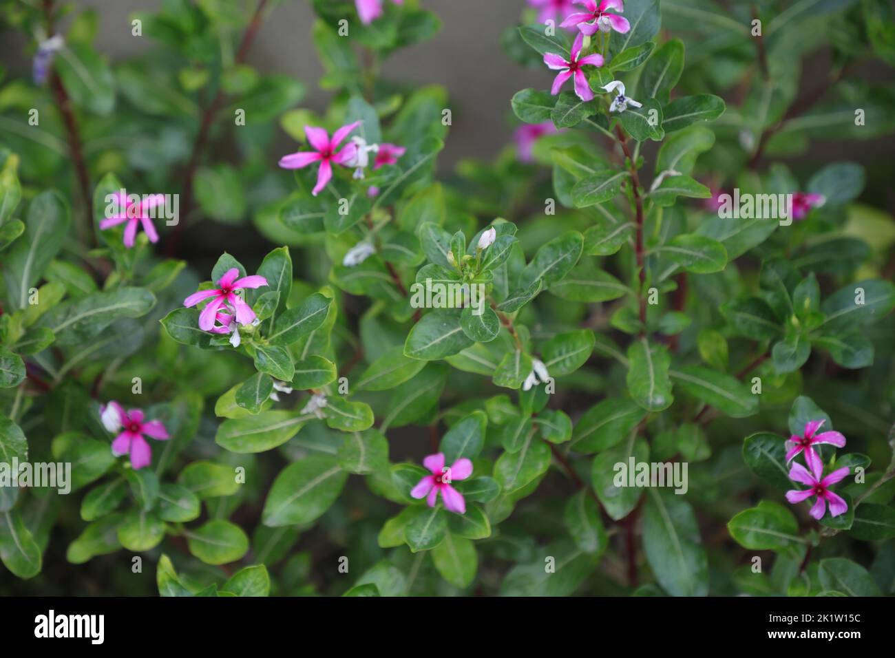 Un gros plan de Catharanthus roseus fleurit sur des buissons verts qui poussent dans le jardin au printemps Banque D'Images