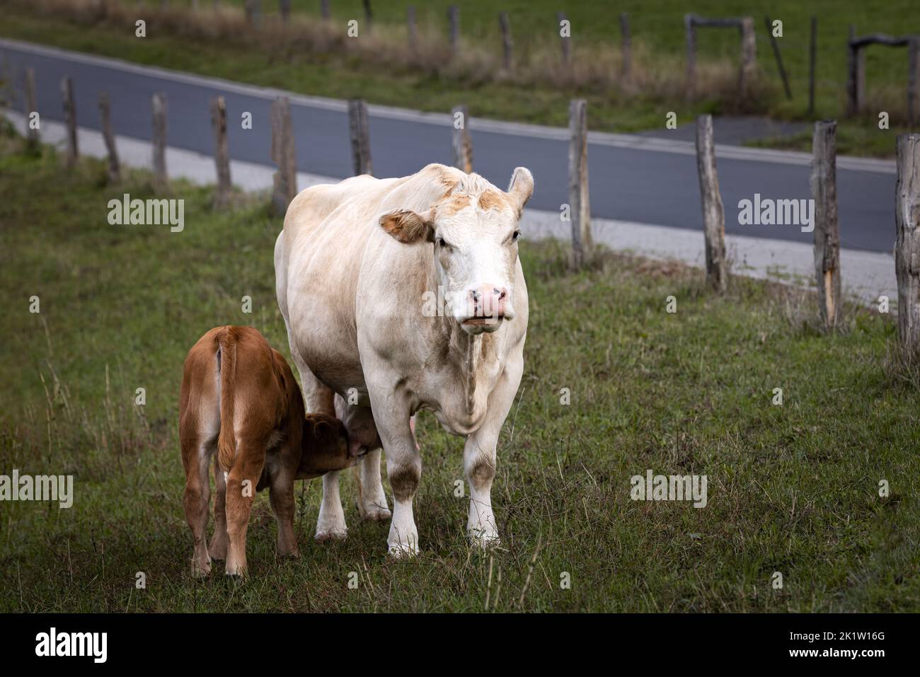 Gros plan d'un jeune veau marron mignon avec un blanc éclatant sur un terrain en Allemagne Banque D'Images