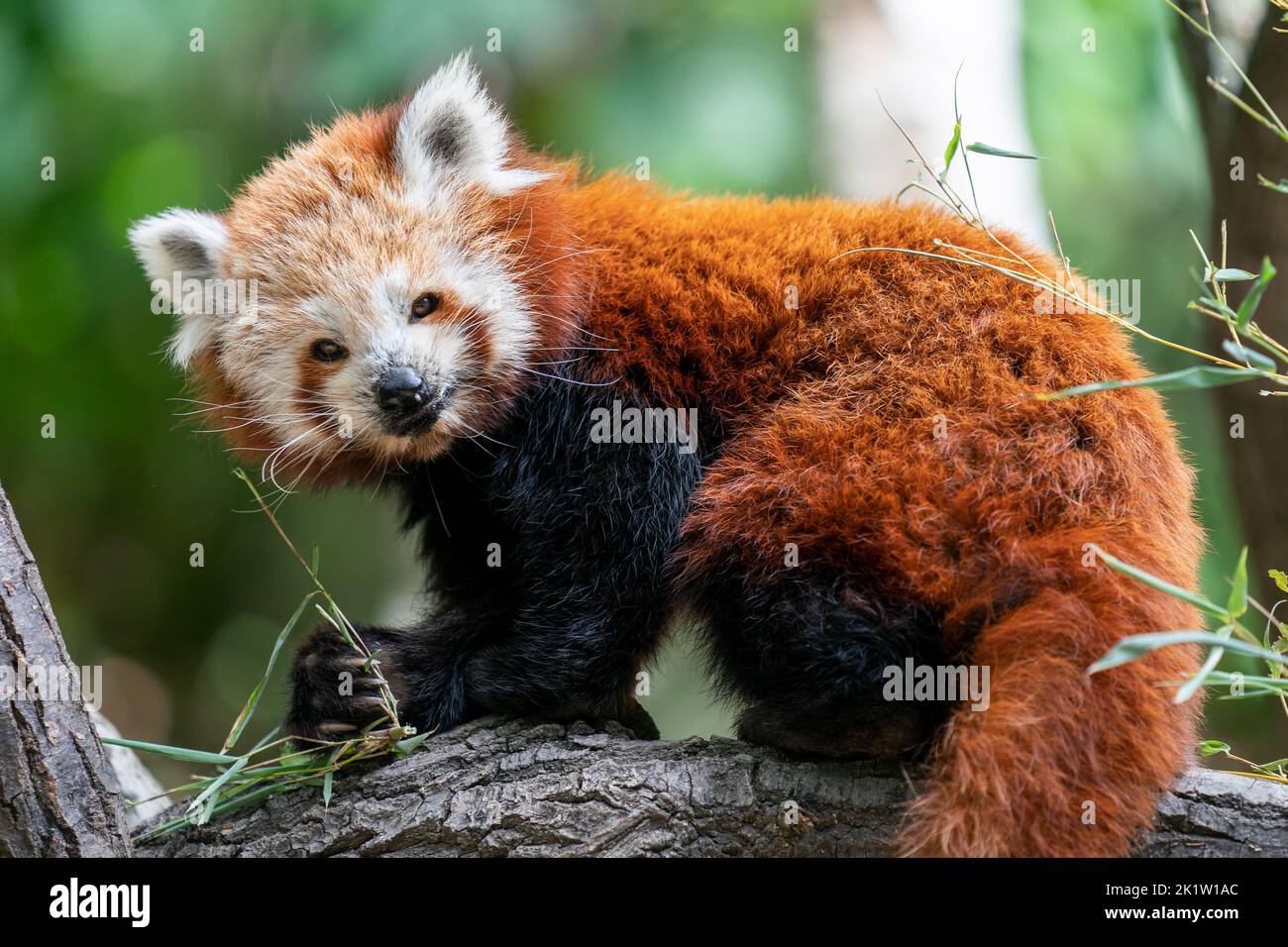 Panda rouge tenant des feuilles sur une branche d'arbre. Banque D'Images