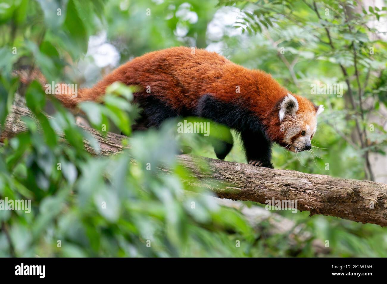 Panda rouge marchant un tronc d'arbre dans la nature Banque D'Images