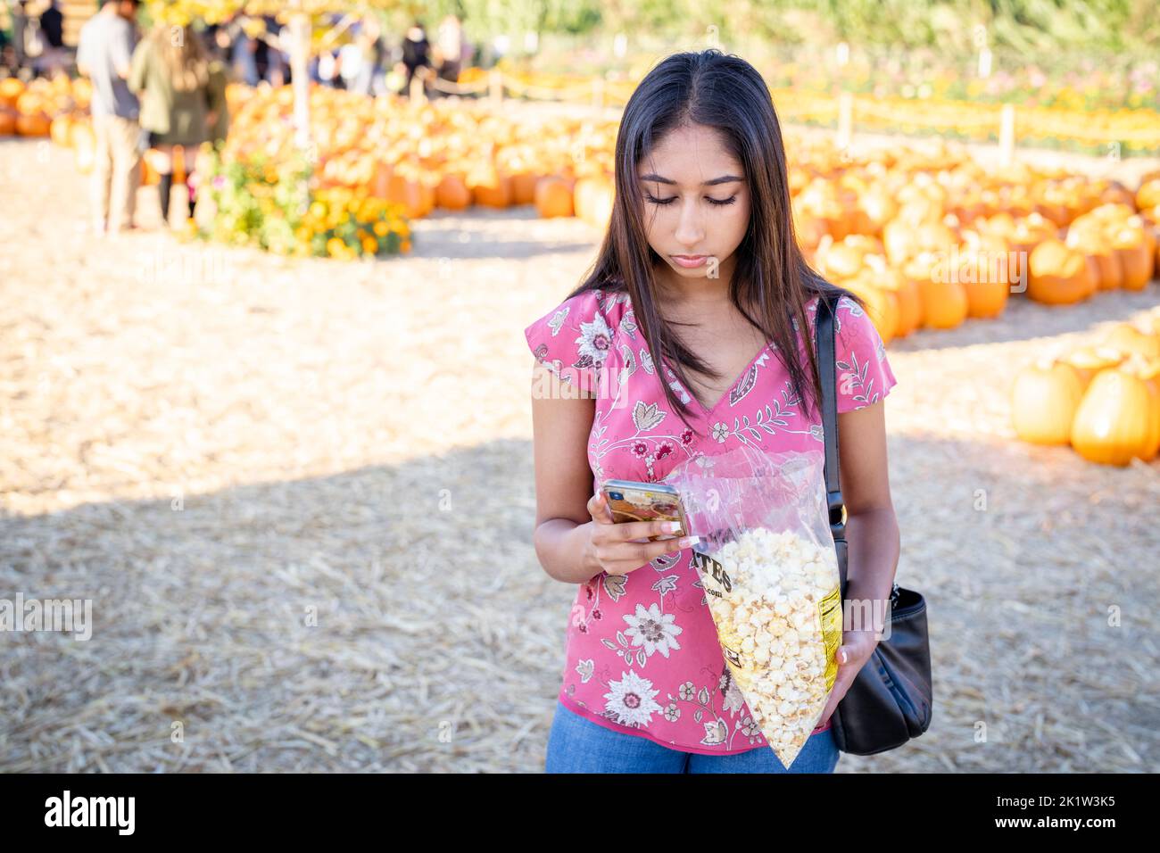 Portrait de célébration d'automne d'une jeune femme en train de manger du maïs de la bouilloire dans une ferme de citrouilles pendant qu'elle est sur son téléphone intelligent Banque D'Images