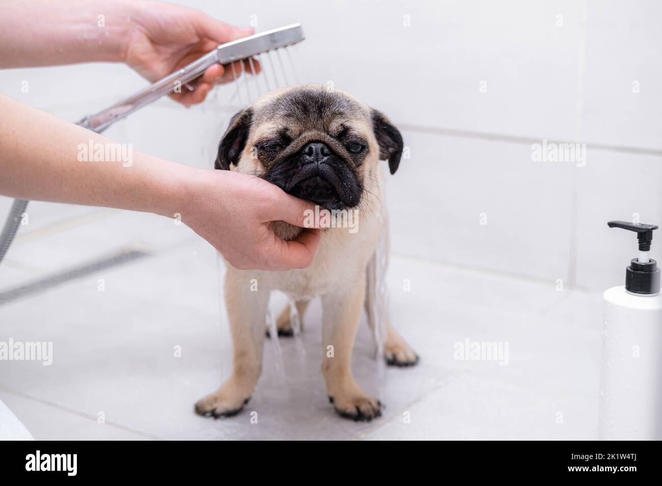 Propriétaire ou groomer lavant le chien dans la douche, les soins pour les animaux et le toilettage. Banque D'Images
