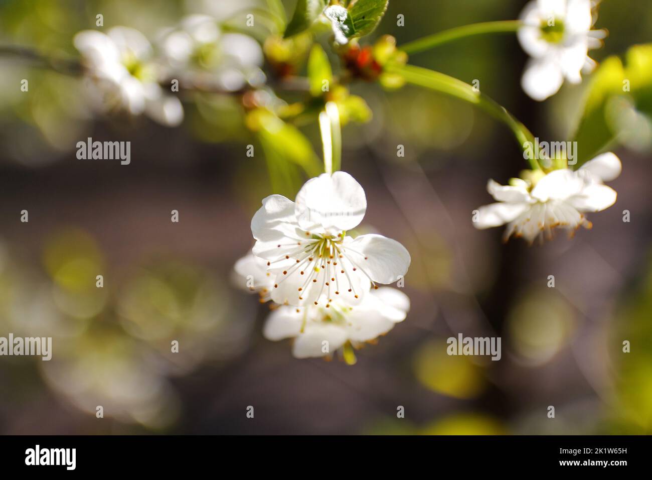 Refocalisation des branches fraîches de printemps de cerisier avec des fleurs, floral naturel saison de pâques fond. Magnifique arbre en fleur. Bokeh. Sprin de verdure Banque D'Images
