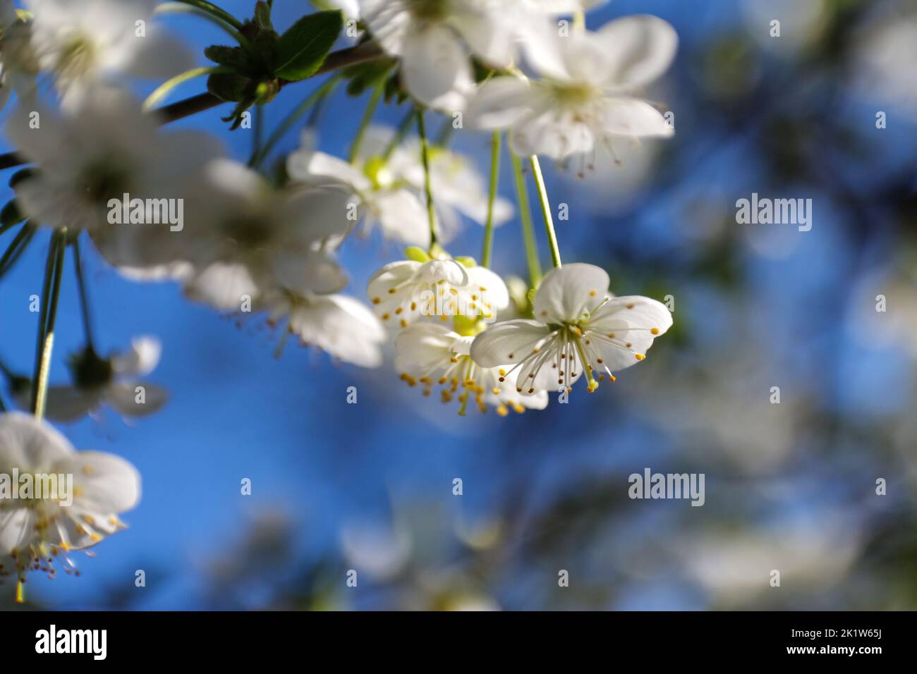 Refocalisation des branches fraîches de printemps de cerisier avec des fleurs, floral naturel saison de pâques fond. Magnifique arbre en fleur. Ciel bleu. Verdure sp Banque D'Images