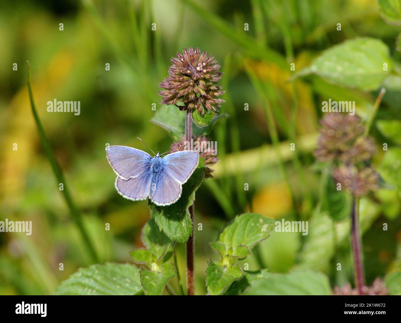 A Common Blue Butterfly, Castle Shore Park, Portchester pic Mike Walker, Mike Walker Pictures, 2014 Banque D'Images