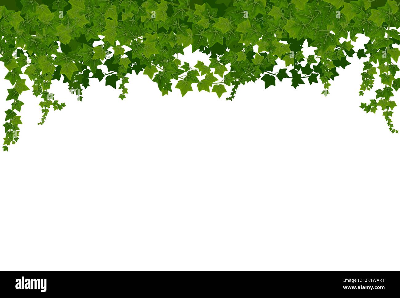 Fond Ivy lianas avec feuilles vertes. Cadre de vignes grimpantes vectorisées de dessins animés, feuilles vertes de plantes de super-réducteur, bordure décorative botanique. Branches Ivy ou hedera suspendues au-dessus, décoration de maison Illustration de Vecteur