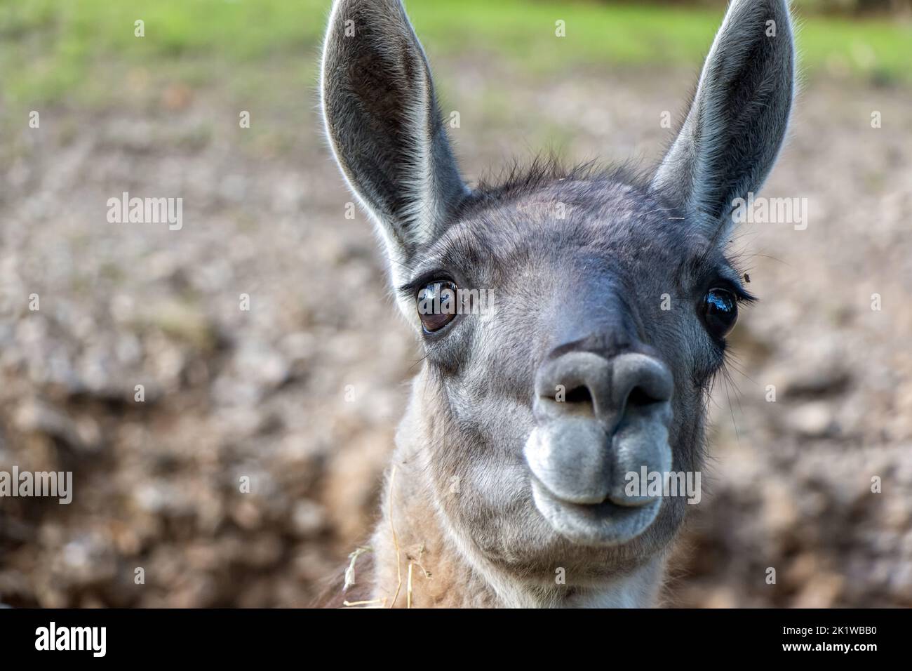 Portrait d'un Guanaco (Lama guanicoe) Banque D'Images