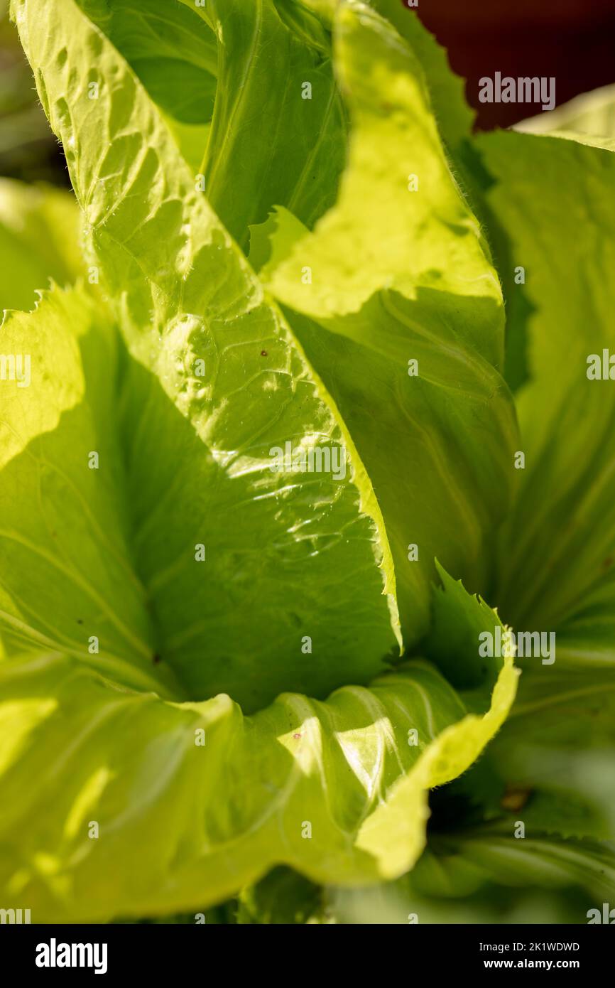 Chicory Radient ‘Pan di Zucchero’, Cichorium intybus ‘Pan di Zucchero’, radicchio ‘Pan di Zucchero’, représentation végétale, alimentaire Banque D'Images