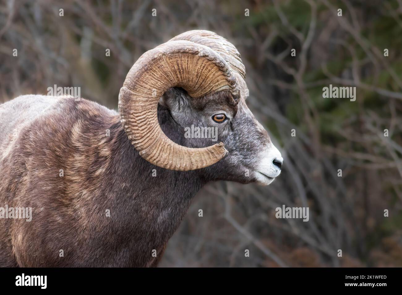 Grand mouton à corne dans le parc national Jasper, Alberta, Canada. Banque D'Images