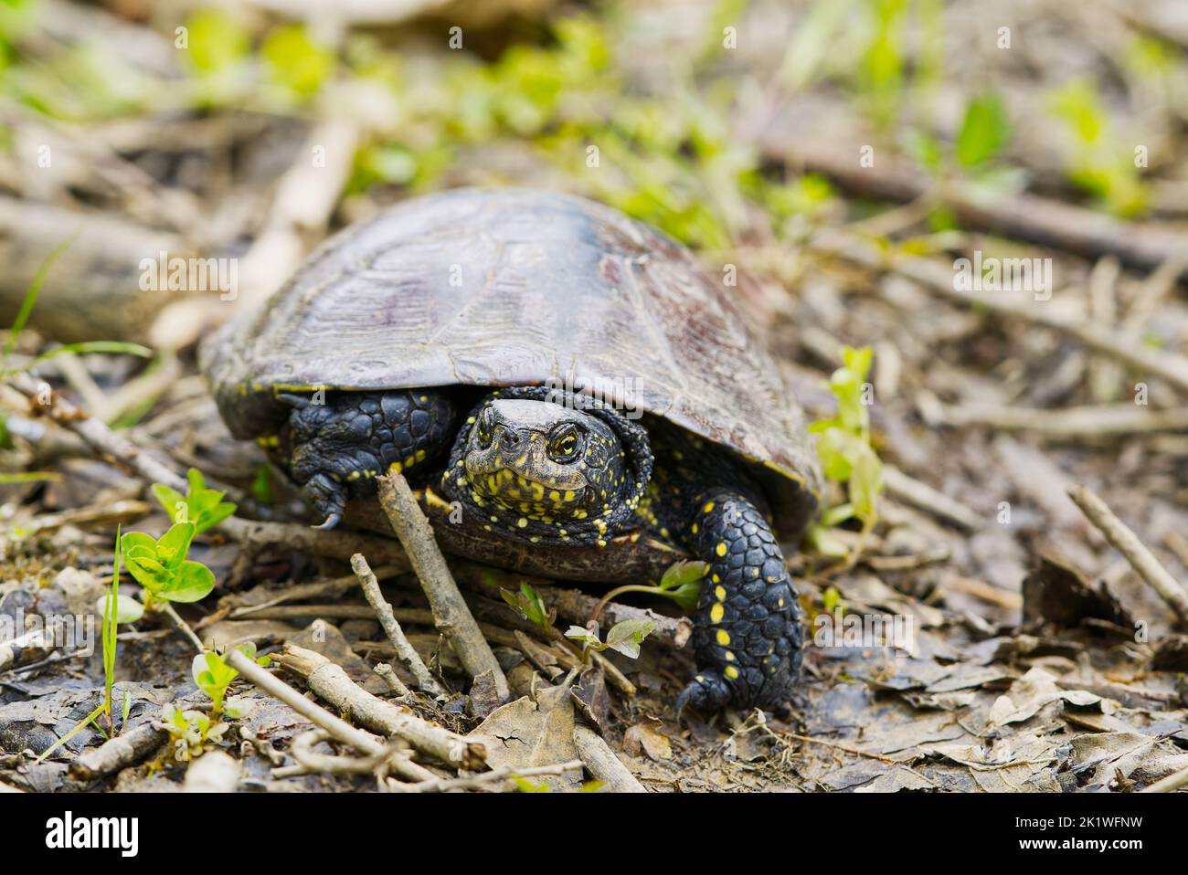 Tortue d'étang européenne Emys orbicularis. Gros plan Banque D'Images