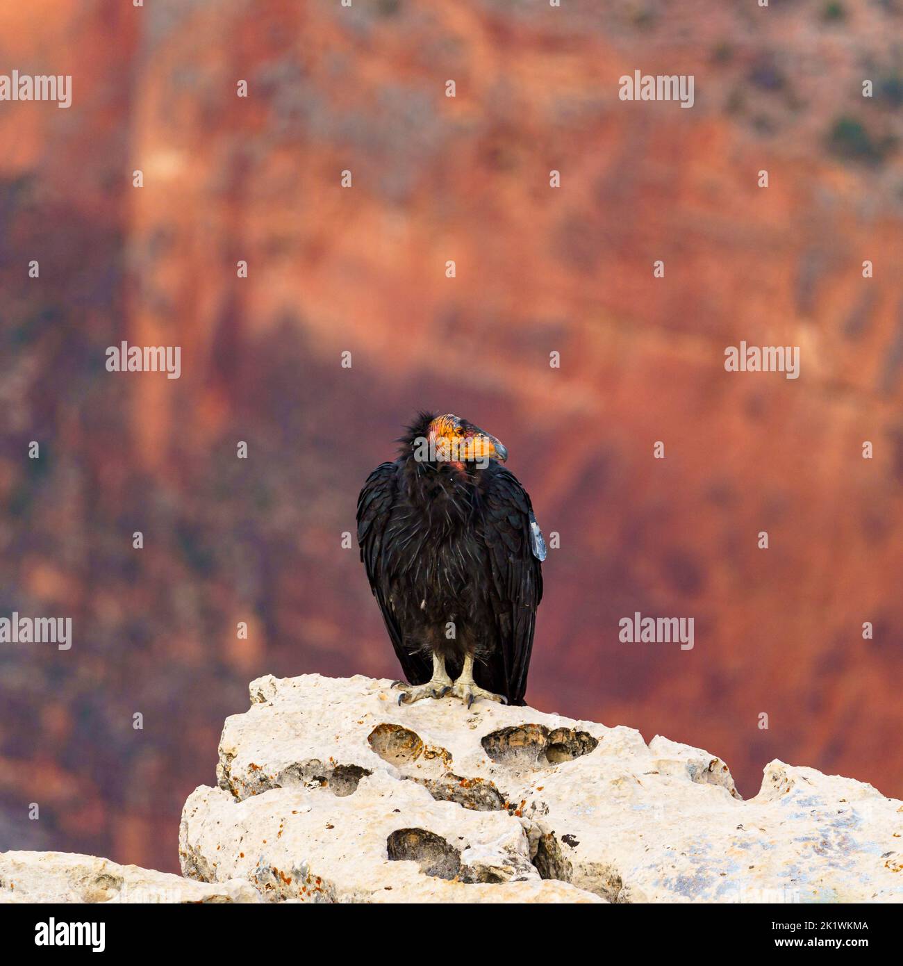 Le Condor de Californie au Grand Canyon Banque D'Images