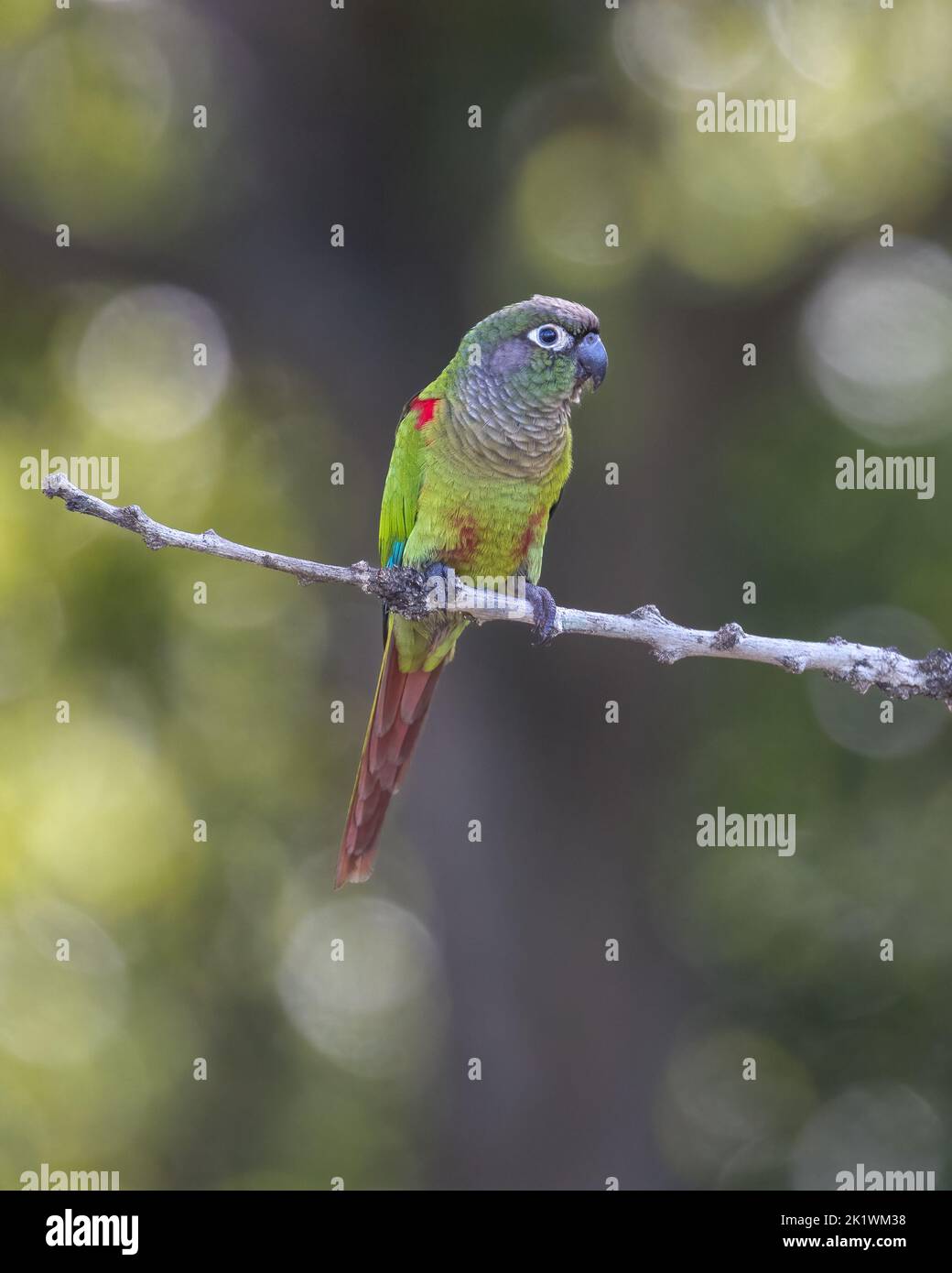 Un paraquet à ailes de feu (Pyrhura devillei) perché dans un arbre du Pantanal du Brésil. Banque D'Images