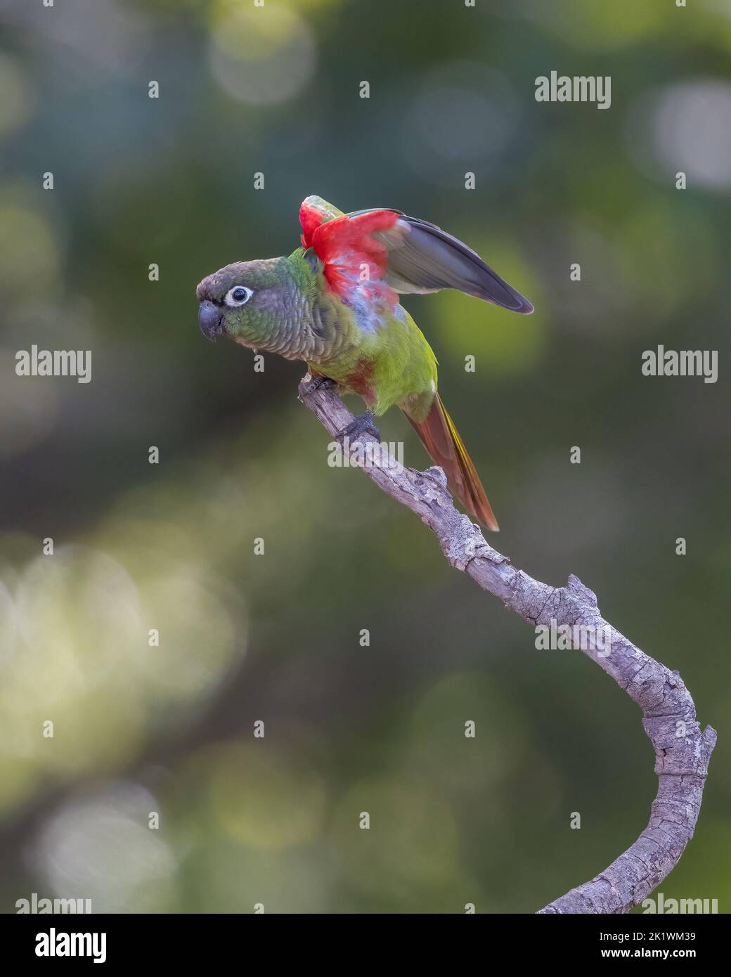 Un paraquet à ailes de feu (Pyrhura devillei) perché dans un arbre du Pantanal du Brésil. Banque D'Images