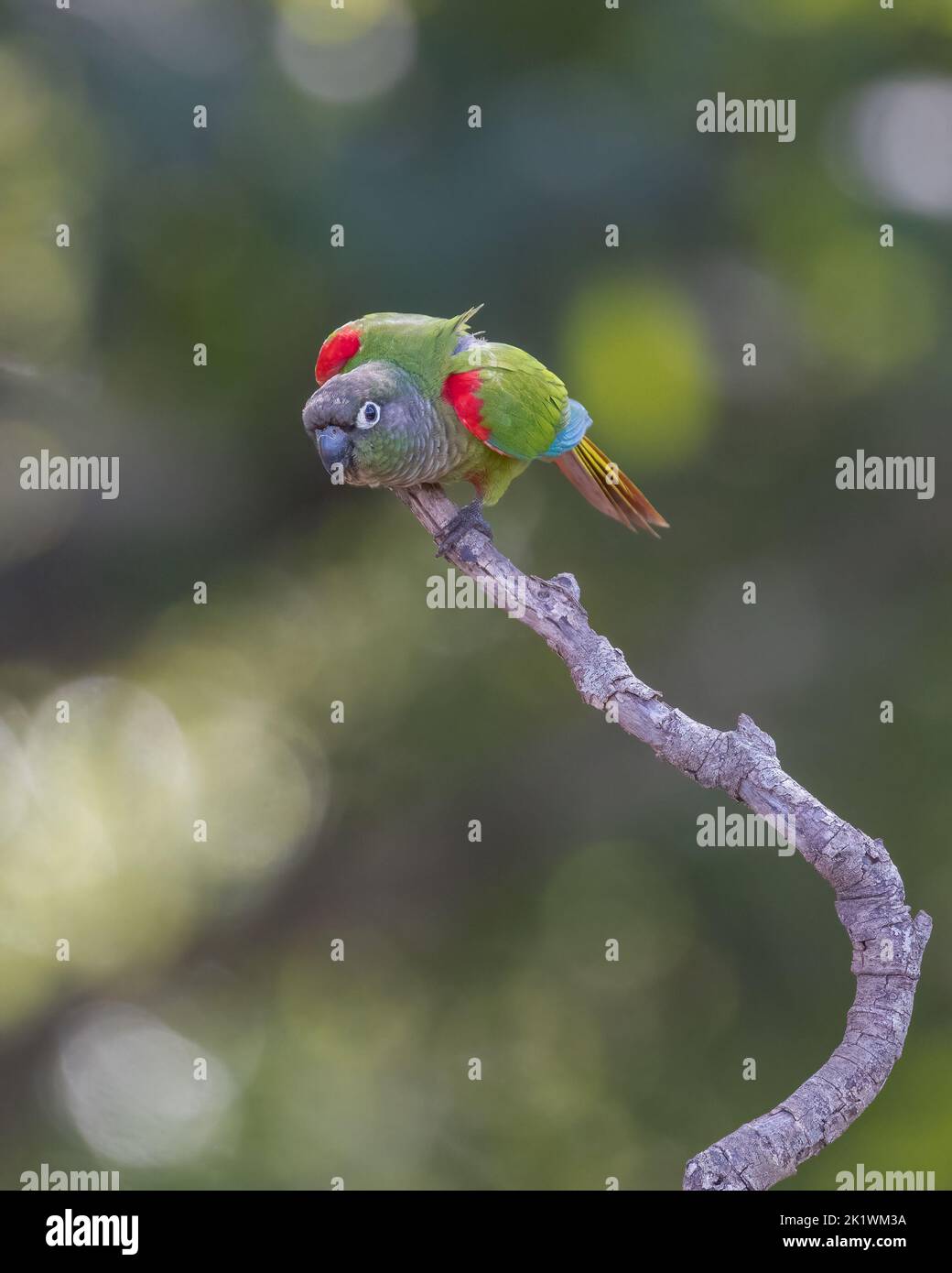 Un paraquet à ailes de feu (Pyrhura devillei) perché dans un arbre du Pantanal du Brésil. Banque D'Images