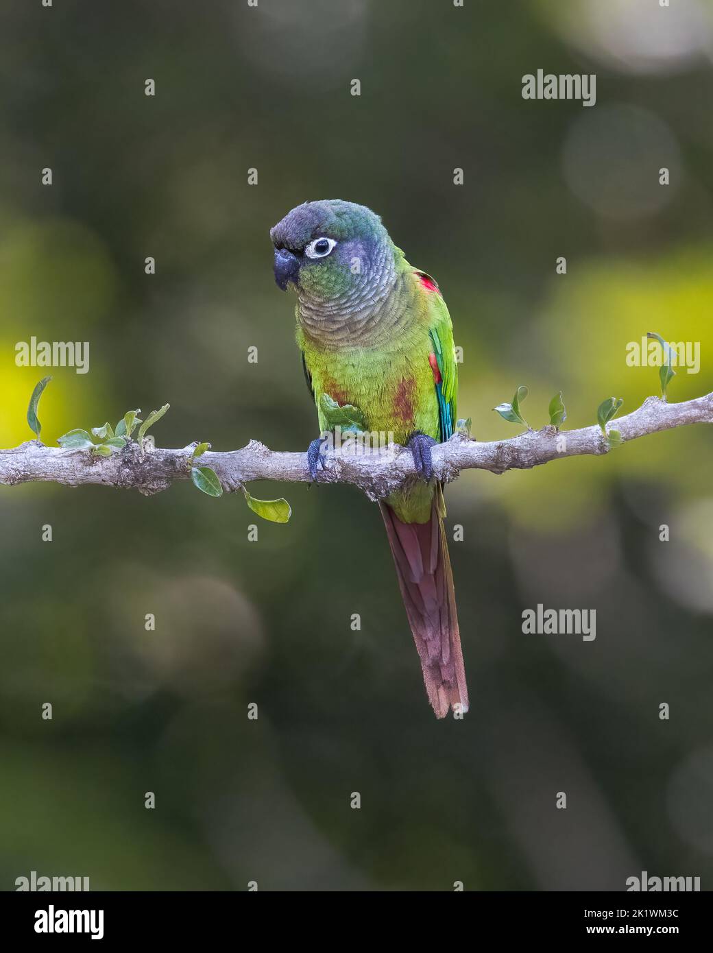 Un paraquet à ailes de feu (Pyrhura devillei) perché dans un arbre du Pantanal du Brésil. Banque D'Images