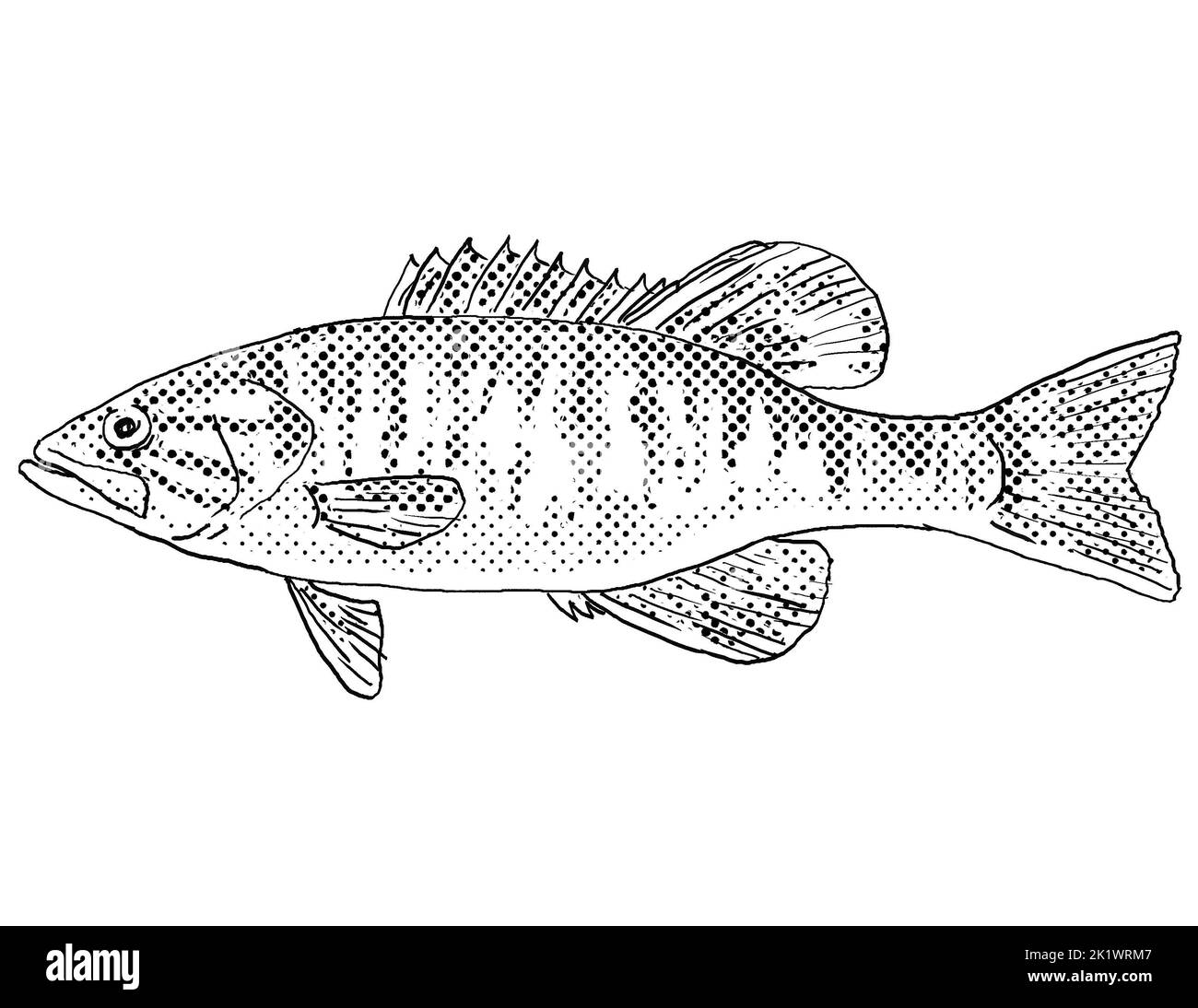 Dessin au trait de style caricature d'une basse ou d'un Micropterus cataractae poisson d'eau douce endémique en Amérique du Nord avec ombrage en points de demi-teinte sur un isolat Banque D'Images