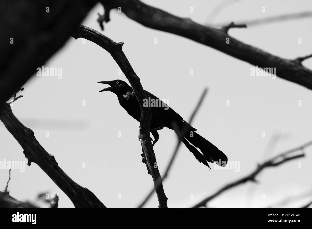 Oiseau noir et blanc sur une branche d'arbre Banque D'Images Oiseau noir et blanc sur une branche d'arbre Banque D'Images